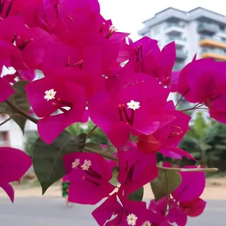 Appartement Aygun 4
